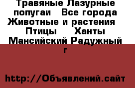 Травяные Лазурные попугаи - Все города Животные и растения » Птицы   . Ханты-Мансийский,Радужный г.